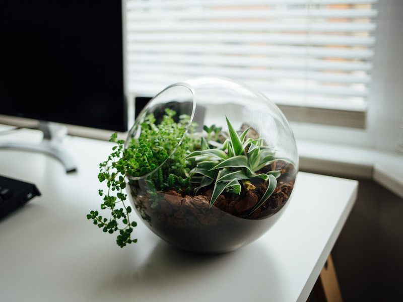 terrarium in round container with a plant spilling out of it sitting on a desk